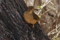 Clay-colored Thrush 2014-01-26_3